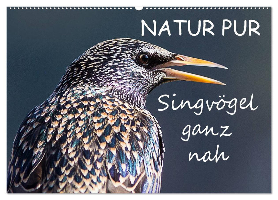 PURE NATURE - oiseaux chanteurs de près (Calendrier mural CALVENDO 2024) 