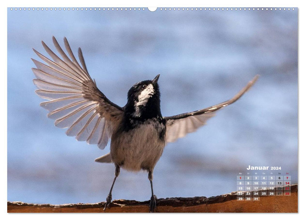 PURE NATURE - oiseaux chanteurs de près (Calendrier mural CALVENDO 2024) 