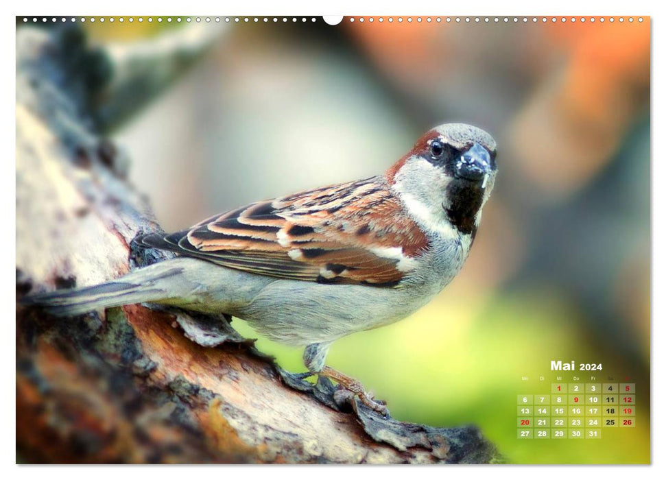 NATUR PUR - Singvögel ganz nah (CALVENDO Wandkalender 2024)