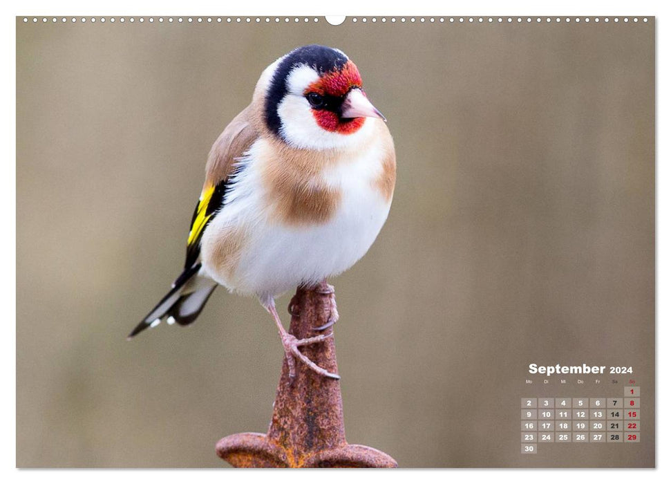 NATUR PUR - Singvögel ganz nah (CALVENDO Wandkalender 2024)