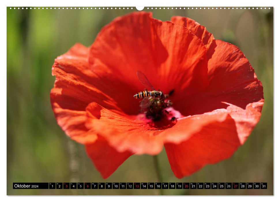 Poppies (CALVENDO Premium Wall Calendar 2024) 