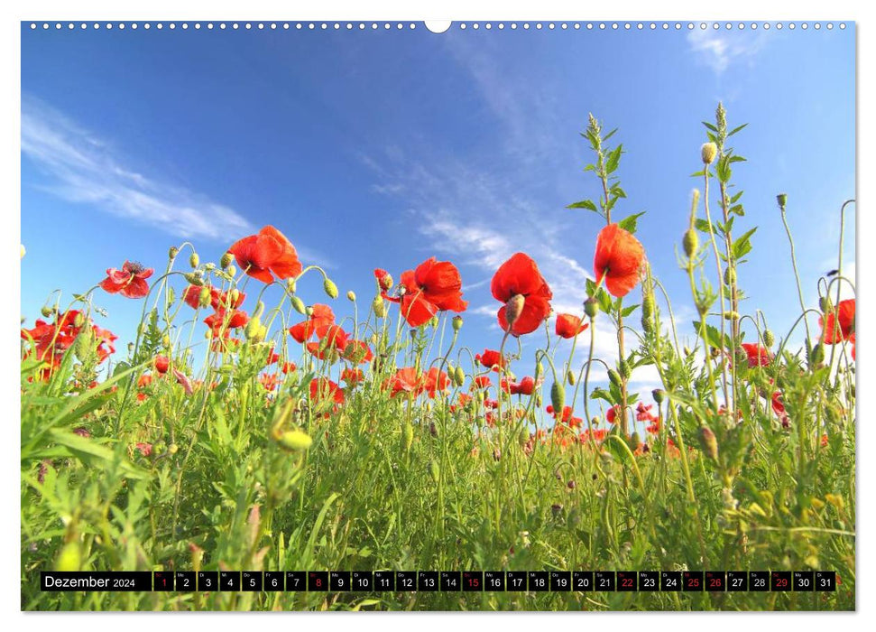 Poppies (CALVENDO Premium Wall Calendar 2024) 