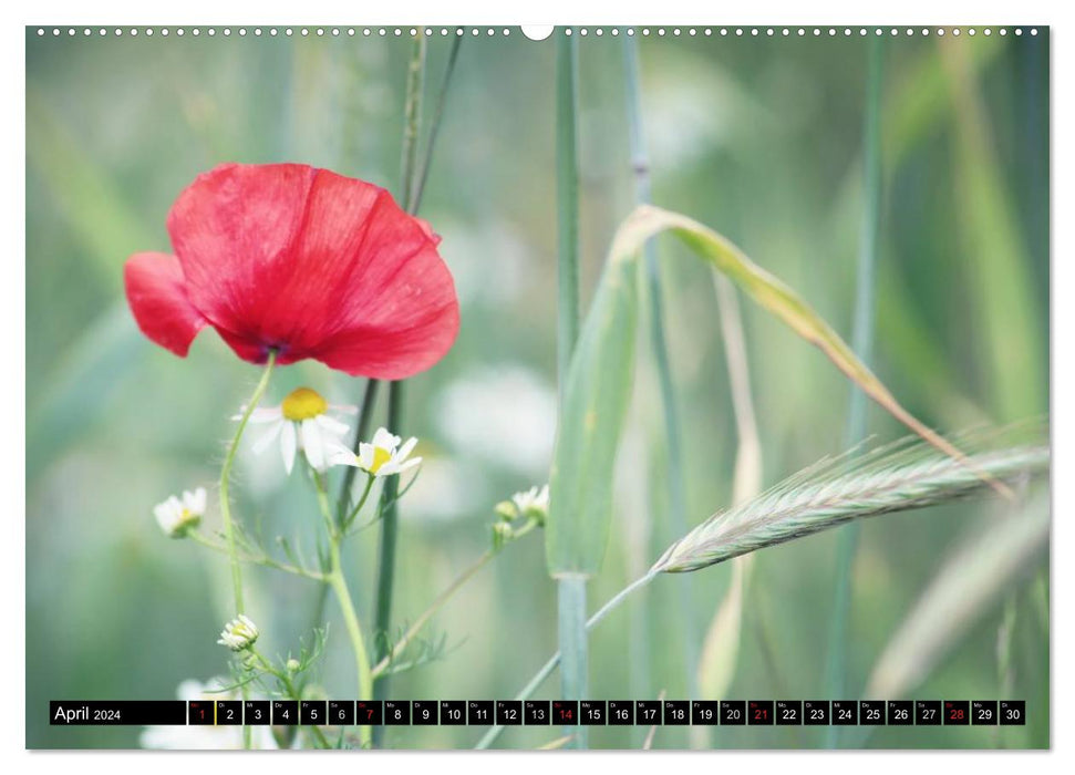 Mohnblumen (CALVENDO Premium Wandkalender 2024)