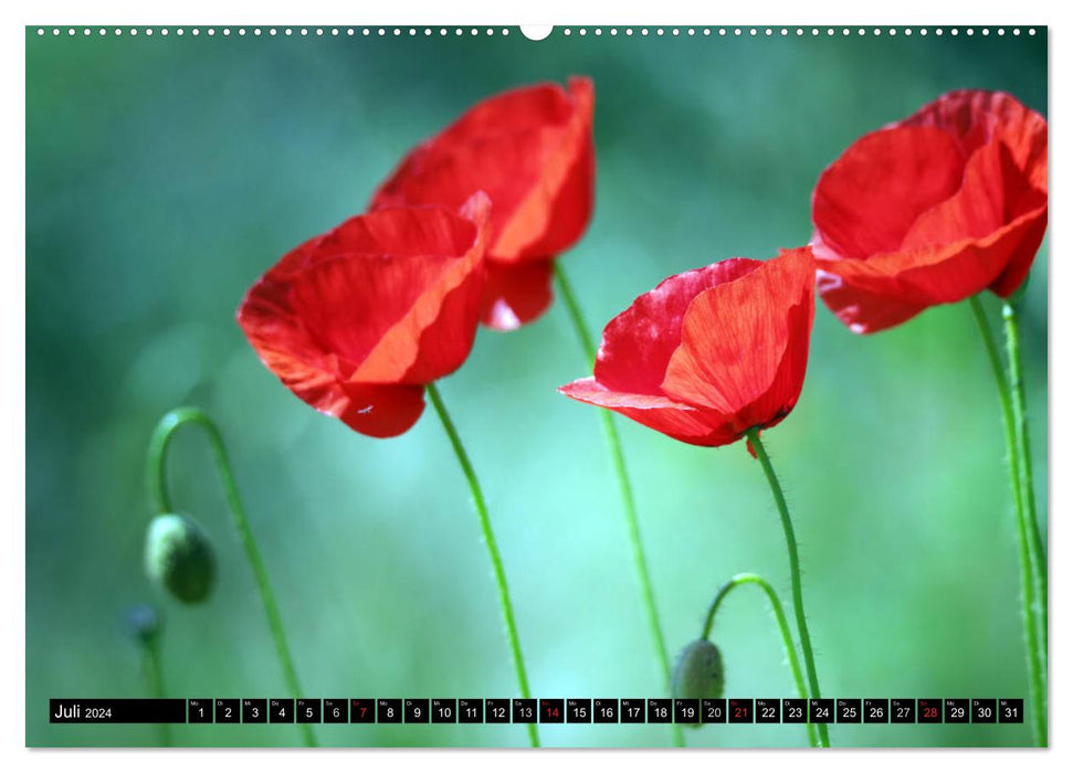 Poppies (CALVENDO Premium Wall Calendar 2024) 