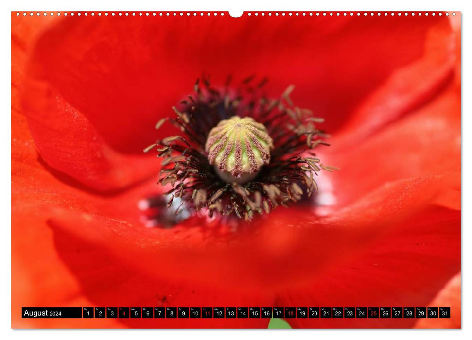 Poppies (CALVENDO Premium Wall Calendar 2024) 