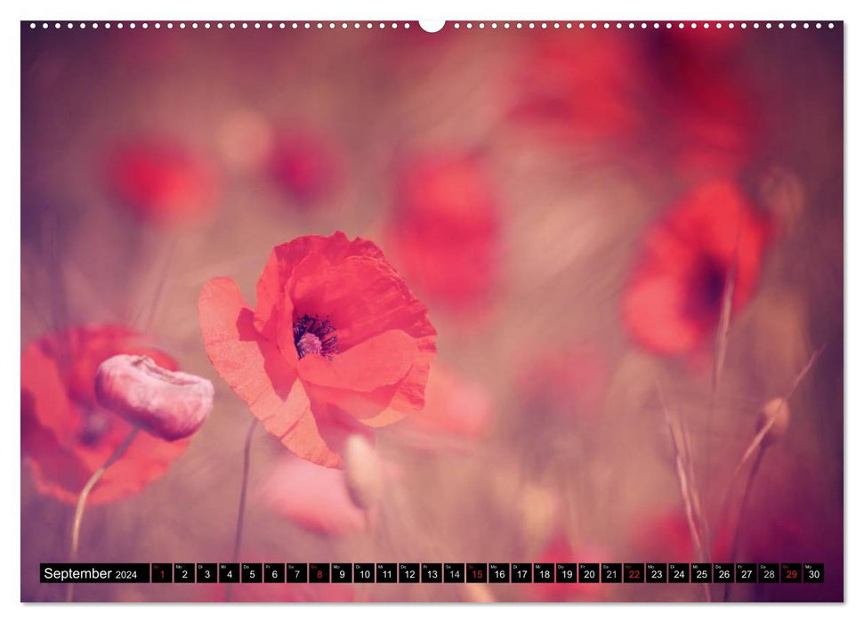 Poppies (CALVENDO Premium Wall Calendar 2024) 