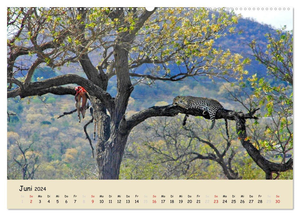South Africa - from Kruger National Park to Cape Town (CALVENDO wall calendar 2024) 