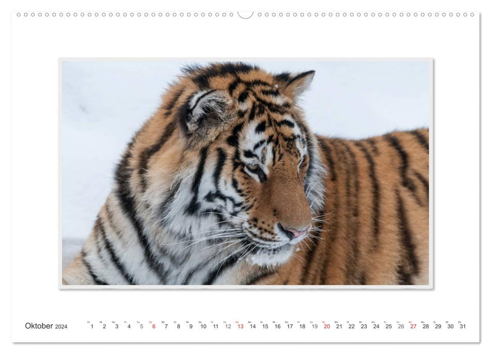 Emotional moments: Tiger - power &amp; beauty. / CH version (CALVENDO Premium wall calendar 2024) 