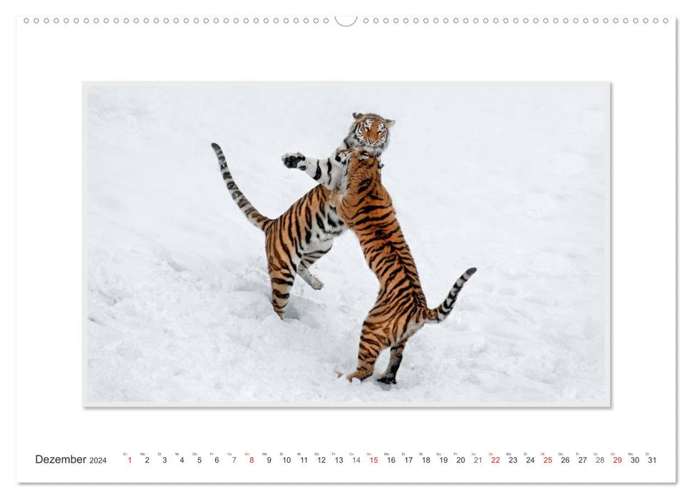 Emotionale Momente: Tiger - Kraft & Schönheit. / CH-Version (CALVENDO Premium Wandkalender 2024)