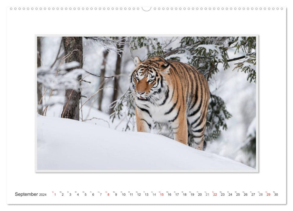 Emotionale Momente: Tiger - Kraft & Schönheit. / CH-Version (CALVENDO Premium Wandkalender 2024)