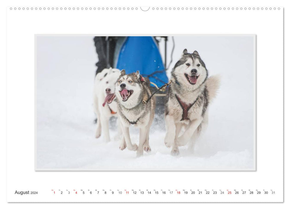 Emotional moments: The Art of Huskies. / CH version (CALVENDO Premium wall calendar 2024) 
