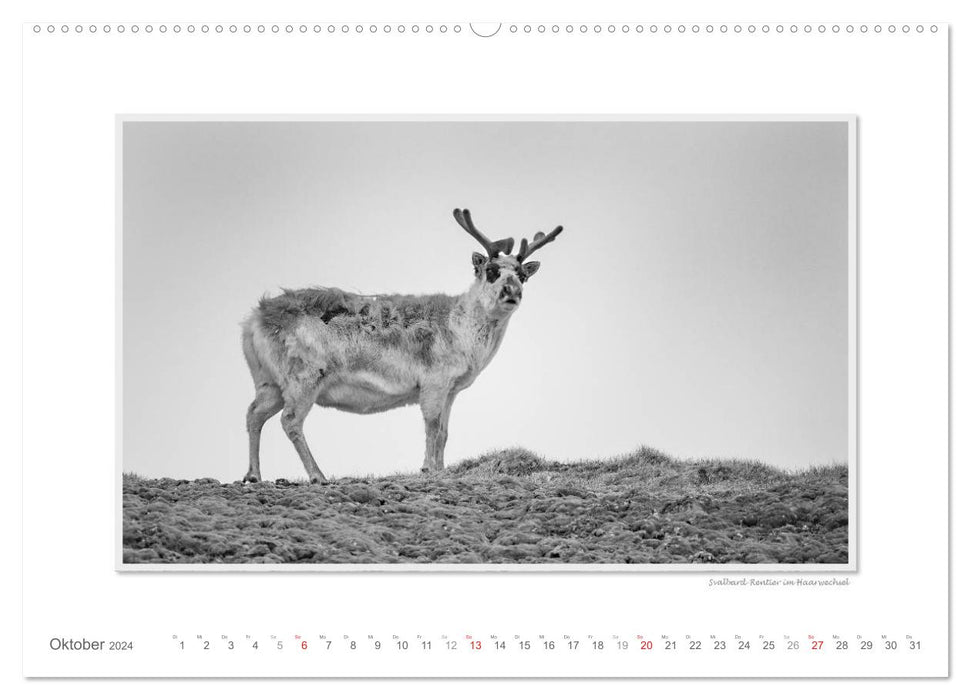 Emotional moments: Spitsbergen Svalbard / CH version (CALVENDO Premium Wall Calendar 2024) 