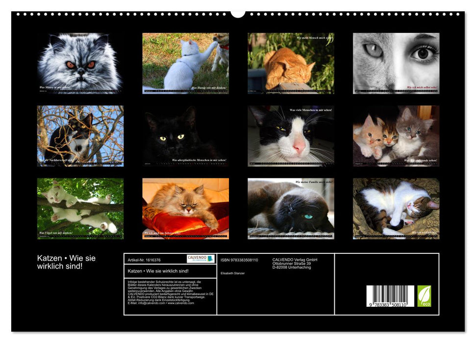 Cats • As they really are! (CALVENDO Premium Wall Calendar 2024) 