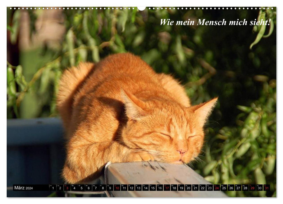 Katzen • Wie sie wirklich sind! (CALVENDO Premium Wandkalender 2024)