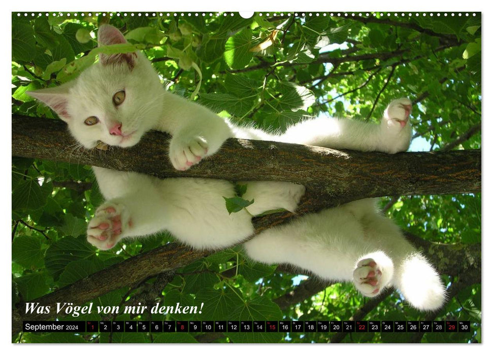 Cats • As they really are! (CALVENDO Premium Wall Calendar 2024) 