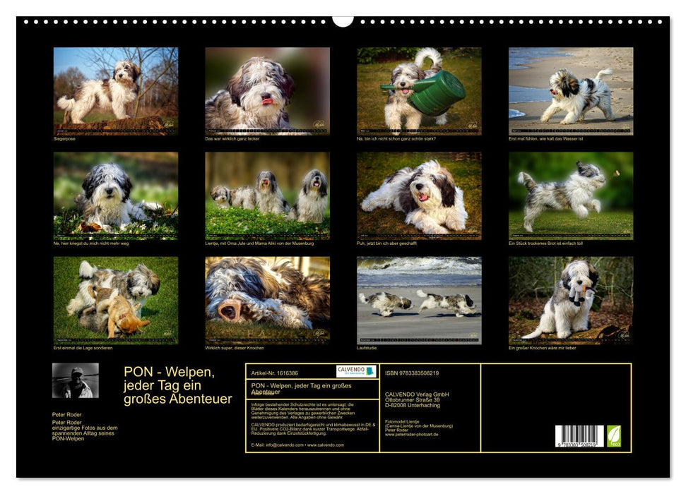 PON - Puppies, every day is a big adventure (CALVENDO wall calendar 2024) 