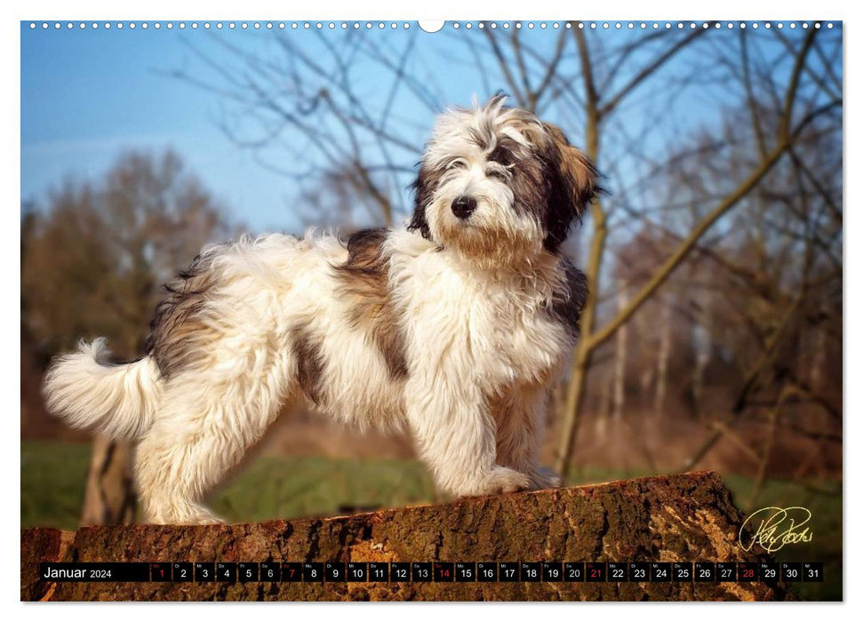 PON - Puppies, every day is a big adventure (CALVENDO wall calendar 2024) 