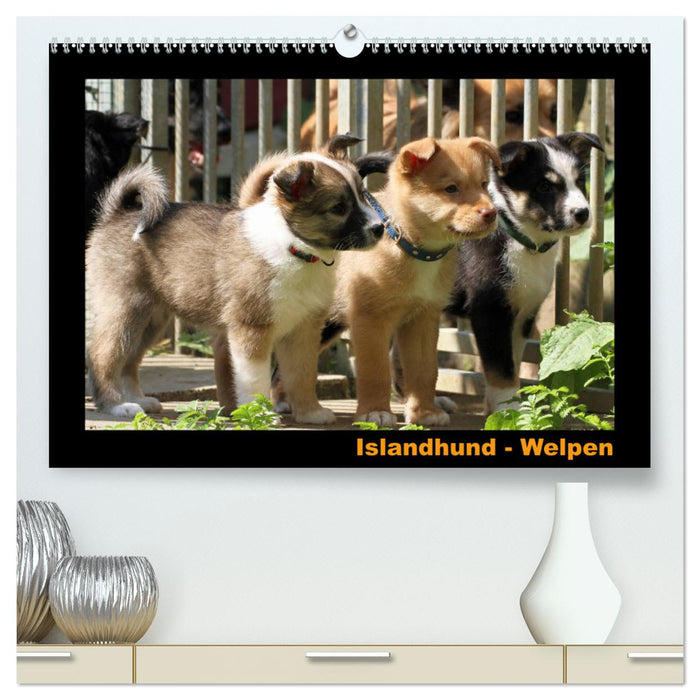 Icelandic Dog - Puppies / CH Version (CALVENDO Premium Wall Calendar 2024) 