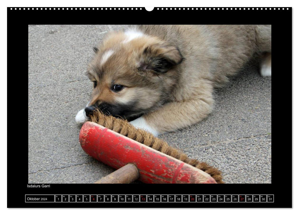 Icelandic Dog - Puppies / CH Version (CALVENDO Premium Wall Calendar 2024) 