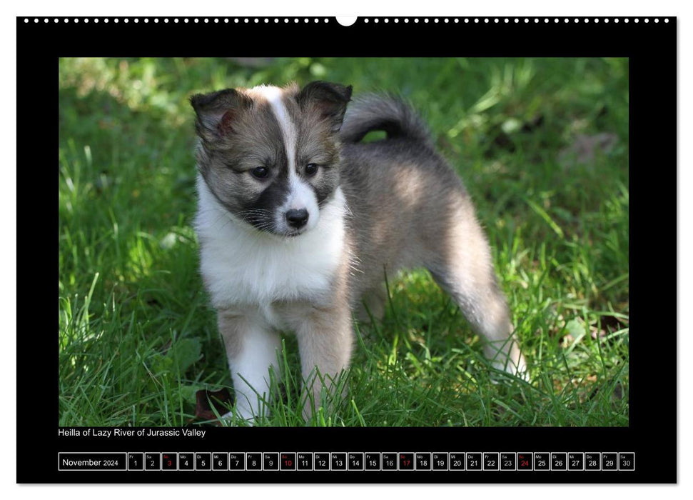 Icelandic Dog - Puppies / CH Version (CALVENDO Premium Wall Calendar 2024) 