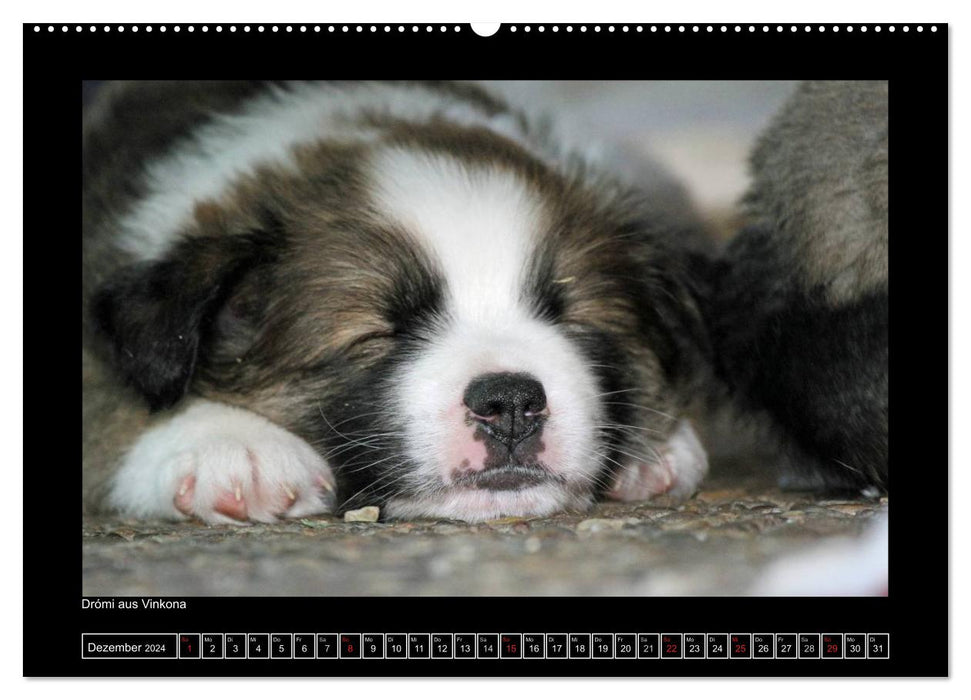 Icelandic Dog - Puppies / CH Version (CALVENDO Premium Wall Calendar 2024) 