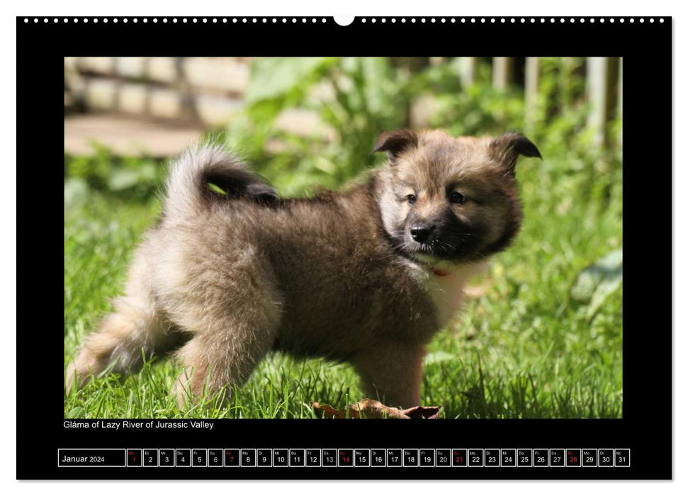 Icelandic Dog - Puppies / CH Version (CALVENDO Premium Wall Calendar 2024) 