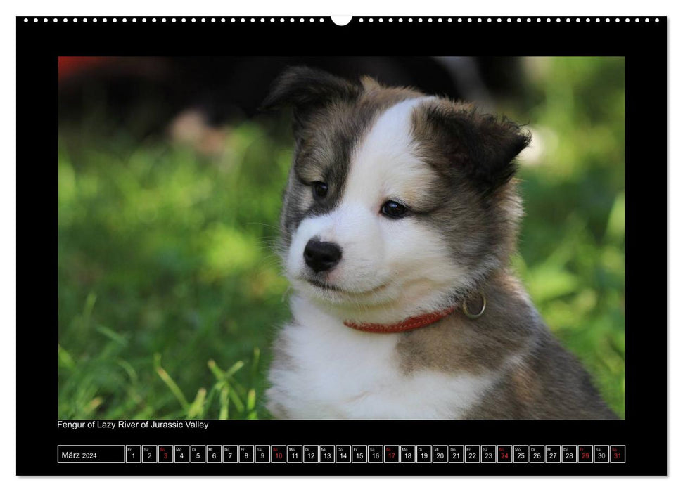 Icelandic Dog - Puppies / CH Version (CALVENDO Premium Wall Calendar 2024) 