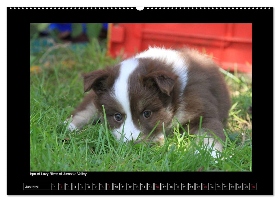 Icelandic Dog - Puppies / CH Version (CALVENDO Premium Wall Calendar 2024) 