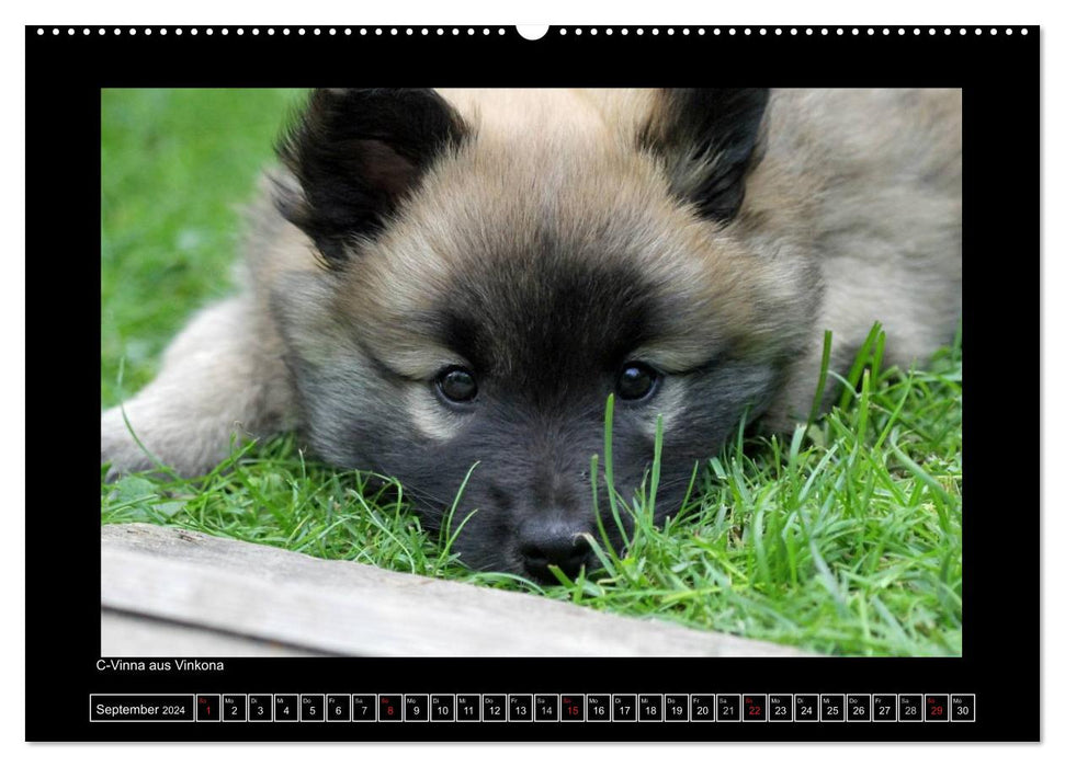 Icelandic Dog - Puppies / CH Version (CALVENDO Premium Wall Calendar 2024) 