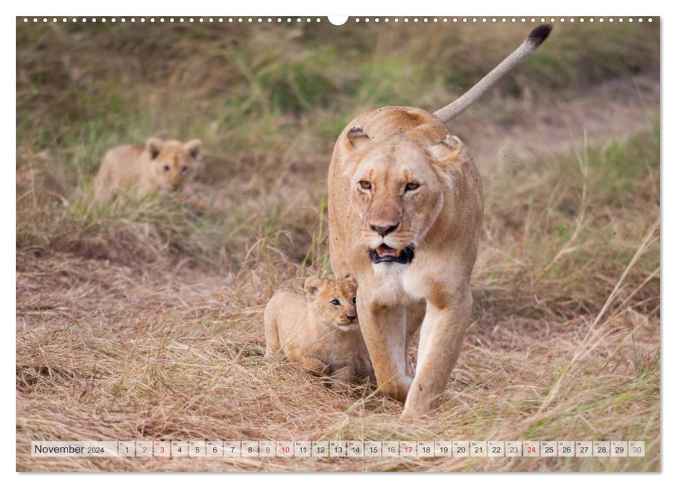 Emotionale Momente: Liebenswerte Löwenbabys / CH-Version (CALVENDO Premium Wandkalender 2024)