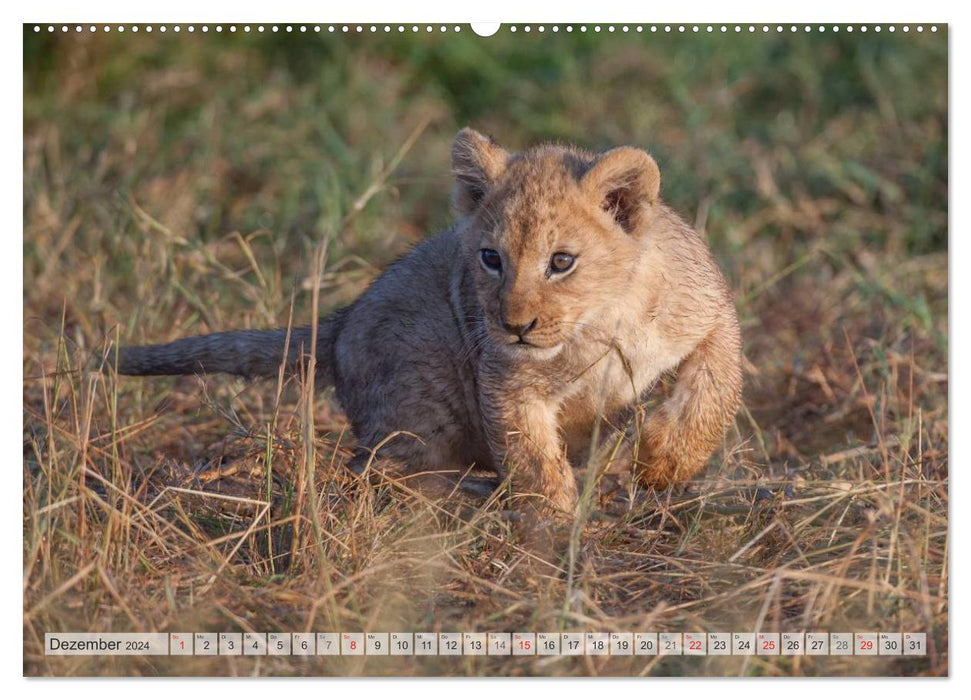 Emotional moments: Lovable lion cubs / CH version (CALVENDO Premium Wall Calendar 2024) 