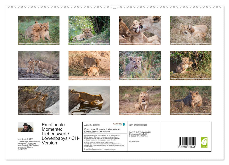 Emotionale Momente: Liebenswerte Löwenbabys / CH-Version (CALVENDO Premium Wandkalender 2024)
