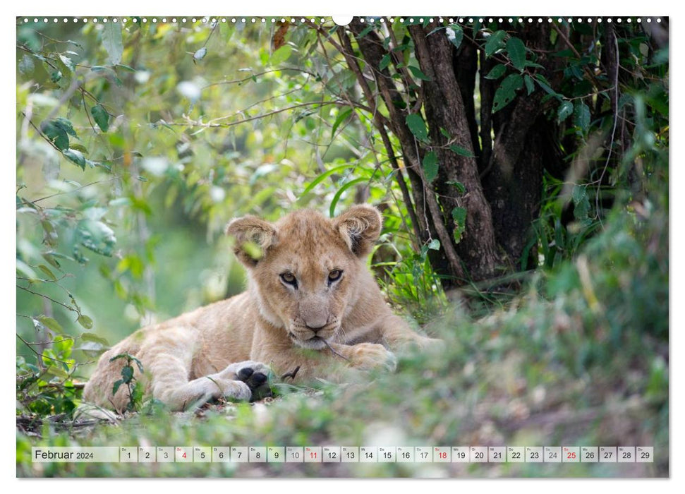 Emotional moments: Lovable lion cubs / CH version (CALVENDO Premium Wall Calendar 2024) 