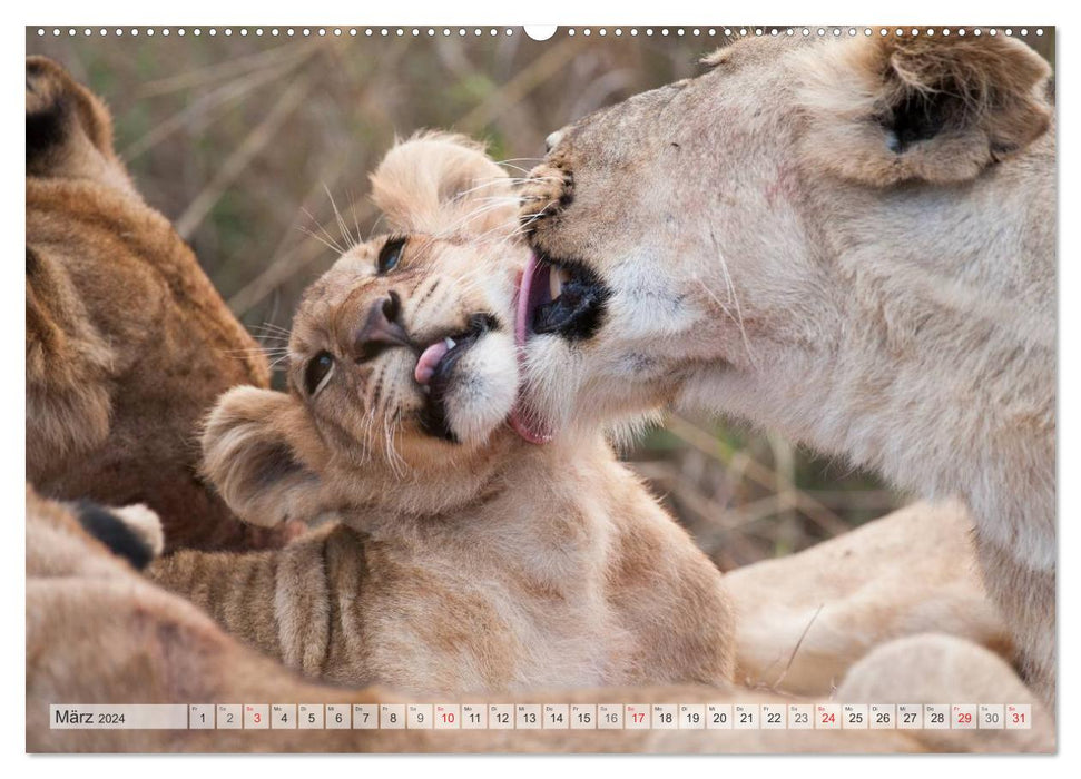 Emotional moments: Lovable lion cubs / CH version (CALVENDO Premium Wall Calendar 2024) 