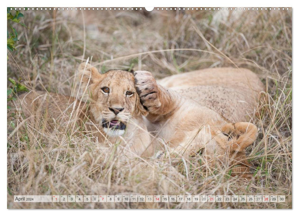 Emotional moments: Lovable lion cubs / CH version (CALVENDO Premium Wall Calendar 2024) 