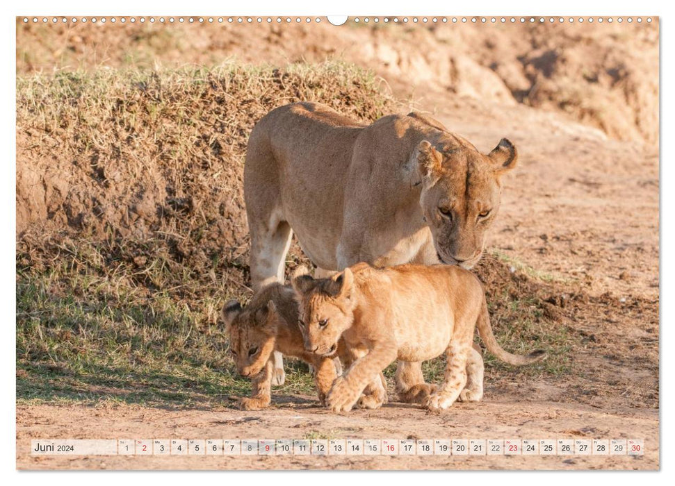 Emotionale Momente: Liebenswerte Löwenbabys / CH-Version (CALVENDO Premium Wandkalender 2024)