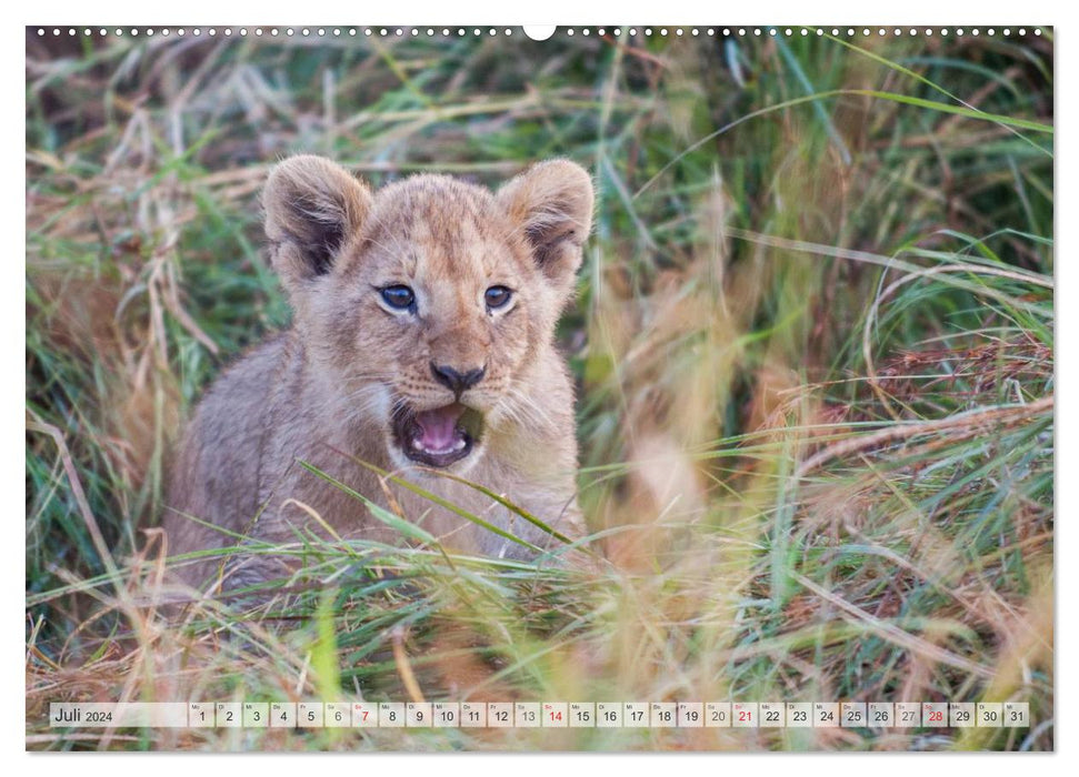 Emotionale Momente: Liebenswerte Löwenbabys / CH-Version (CALVENDO Premium Wandkalender 2024)