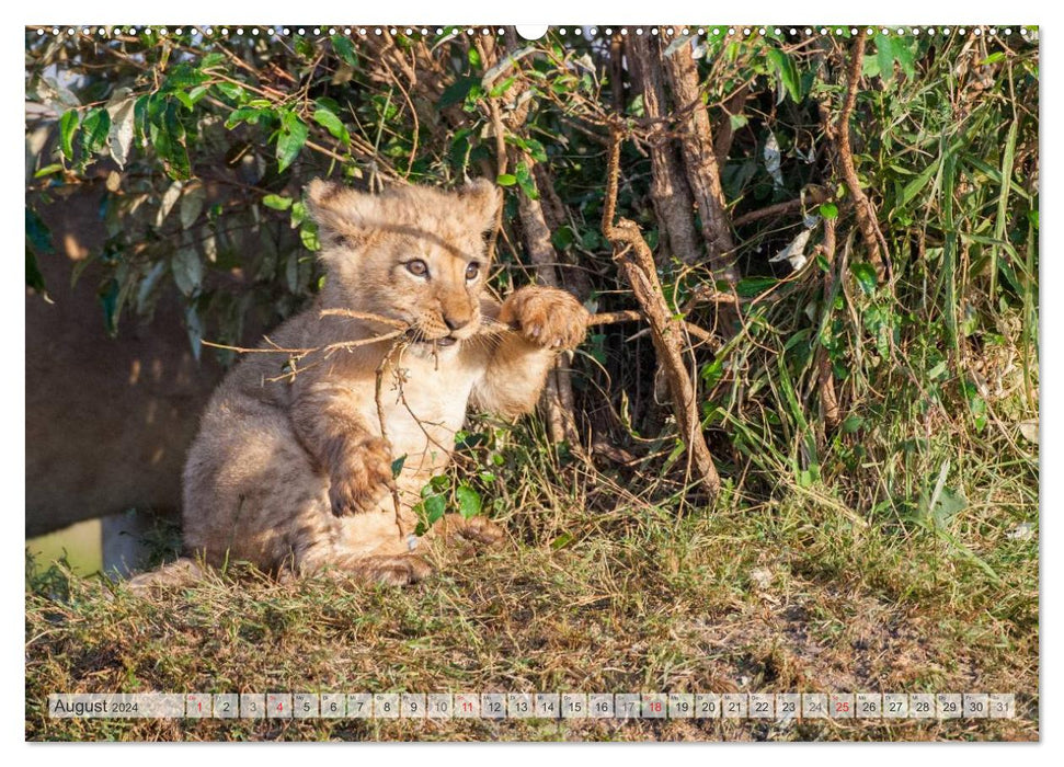 Emotional moments: Lovable lion cubs / CH version (CALVENDO Premium Wall Calendar 2024) 