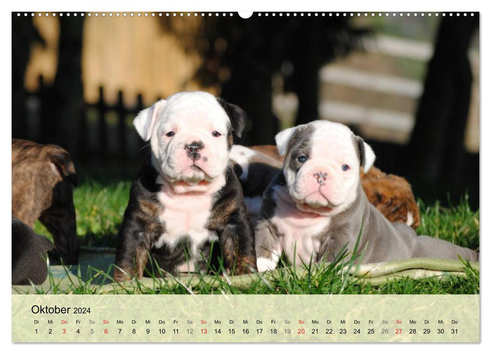 Jardin d'enfants Bulldog (Calendrier mural CALVENDO 2024) 