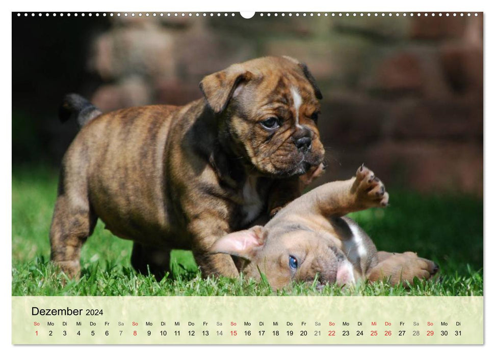 Bulldoggen-Kindergarten (CALVENDO Wandkalender 2024)