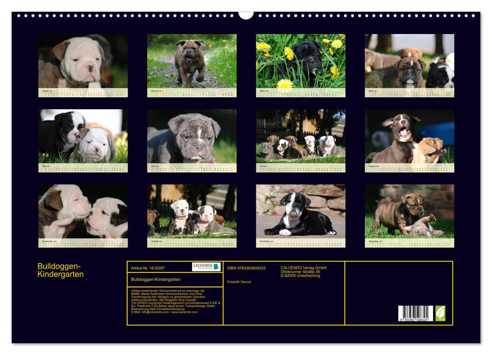 Bulldog kindergarten (CALVENDO wall calendar 2024) 