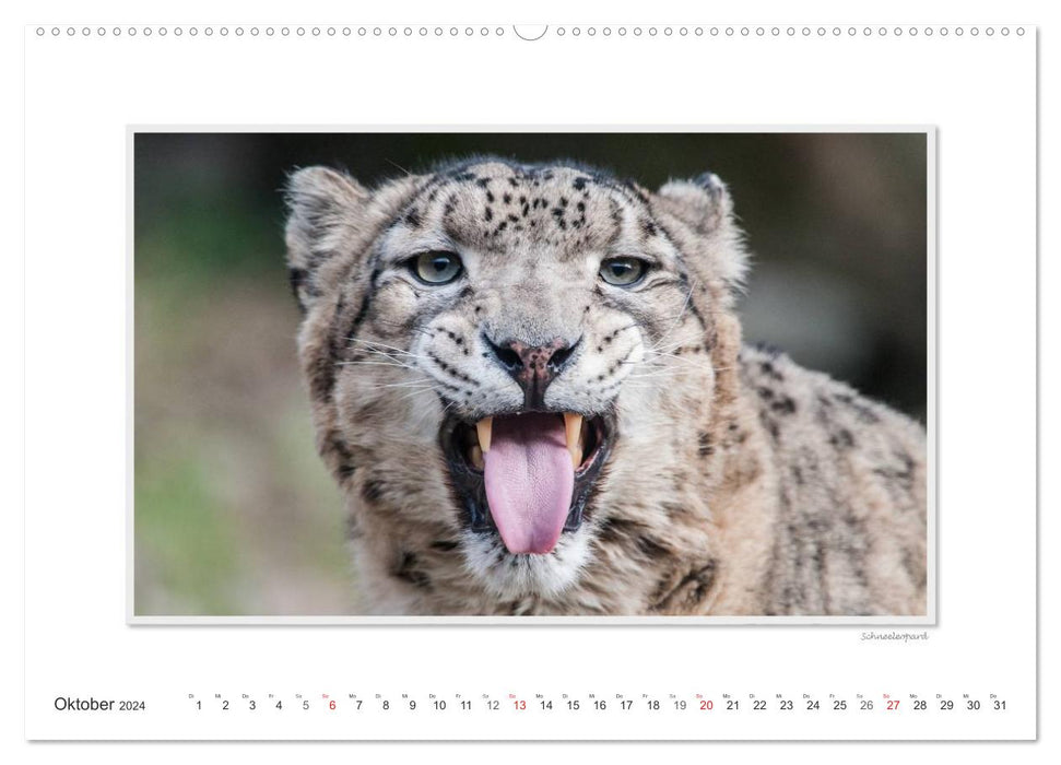 Emotionale Momente: Große Raubkatzen der Welt. (CALVENDO Premium Wandkalender 2024)
