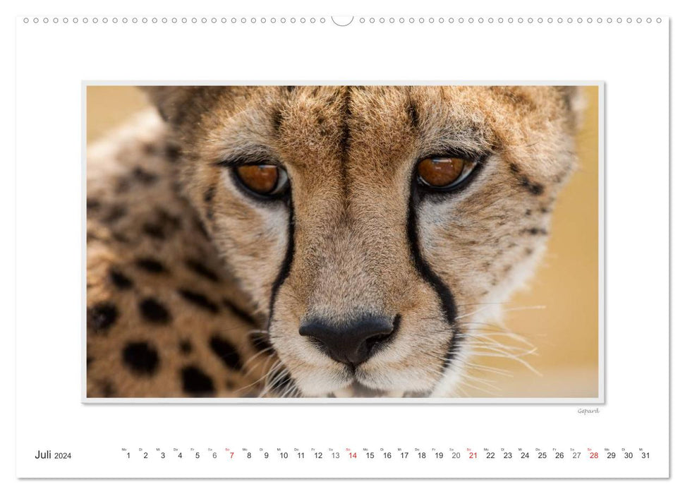 Emotional moments: Big cats of the world. (CALVENDO Premium Wall Calendar 2024) 