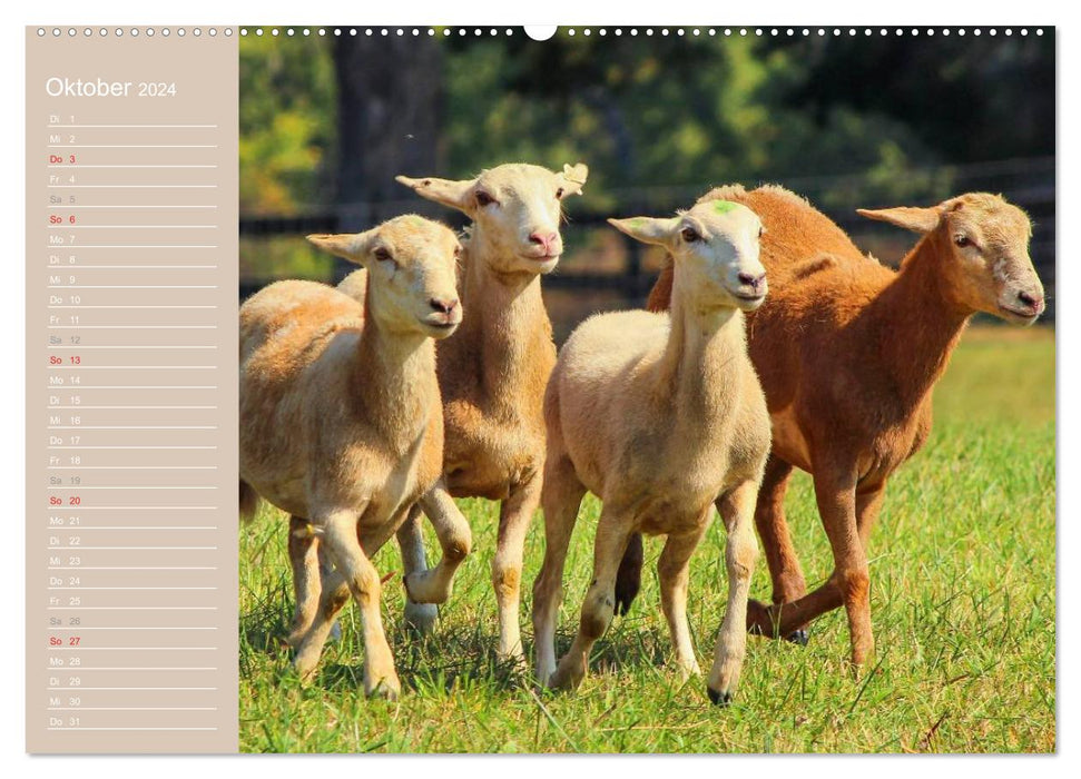 Schafe / Geburtstagskalender (CALVENDO Premium Wandkalender 2024)