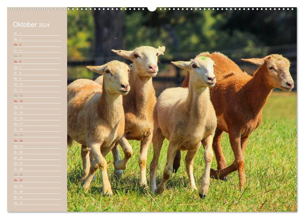 Sheep / Birthday Calendar (CALVENDO Premium Wall Calendar 2024) 