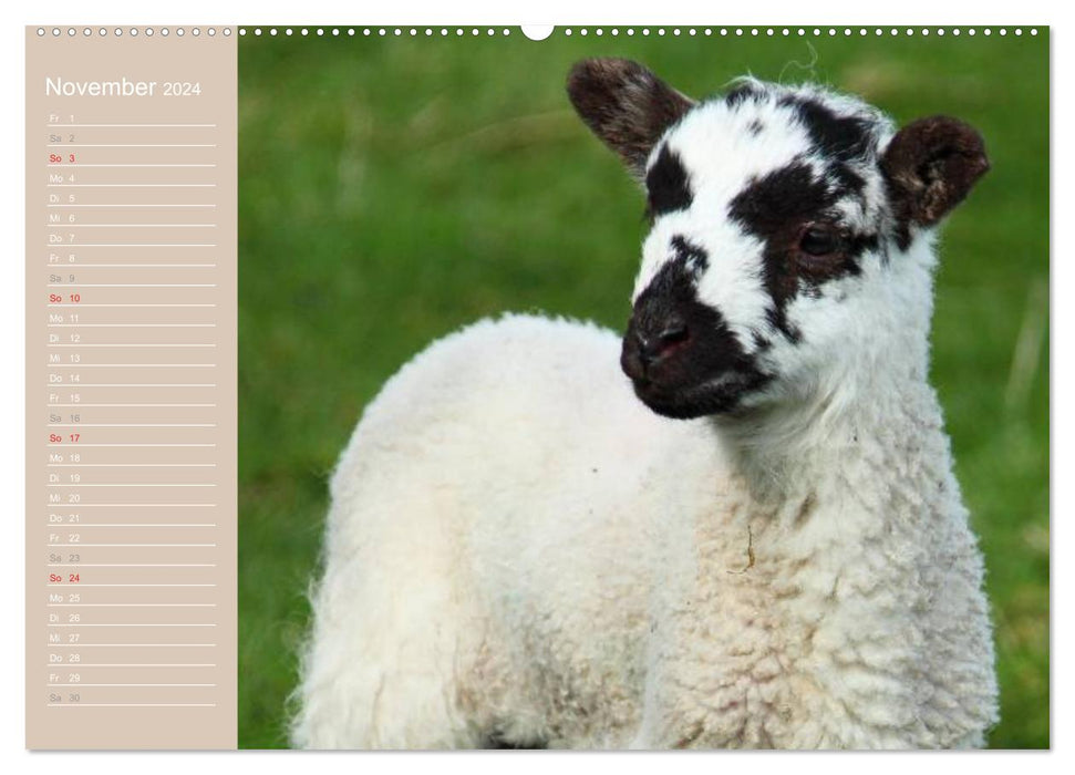 Sheep / Birthday Calendar (CALVENDO Premium Wall Calendar 2024) 