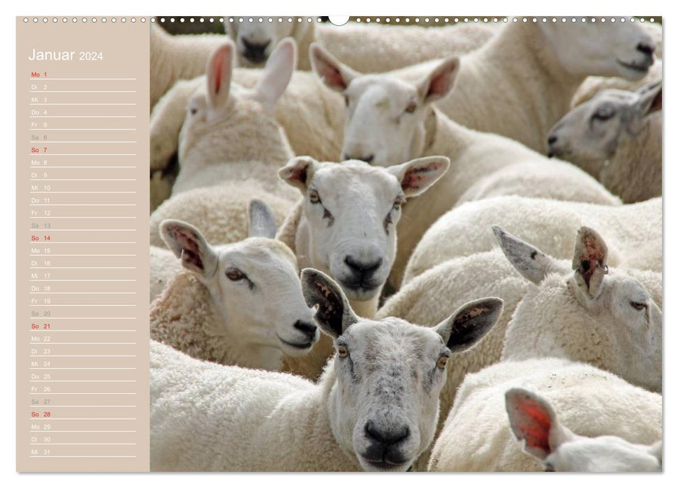 Sheep / Birthday Calendar (CALVENDO Premium Wall Calendar 2024) 