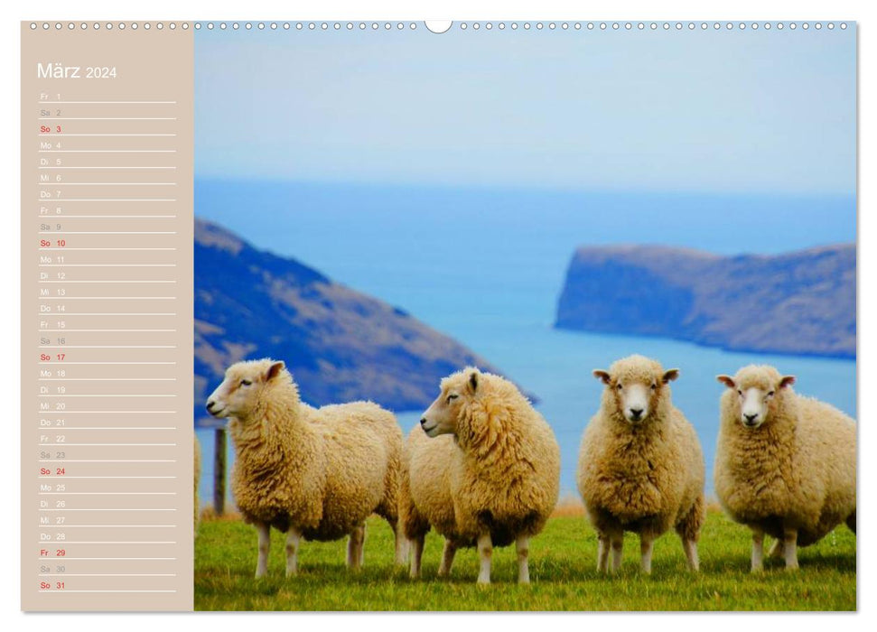 Sheep / Birthday Calendar (CALVENDO Premium Wall Calendar 2024) 