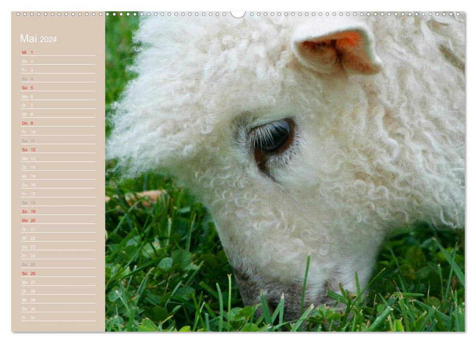 Sheep / Birthday Calendar (CALVENDO Premium Wall Calendar 2024) 