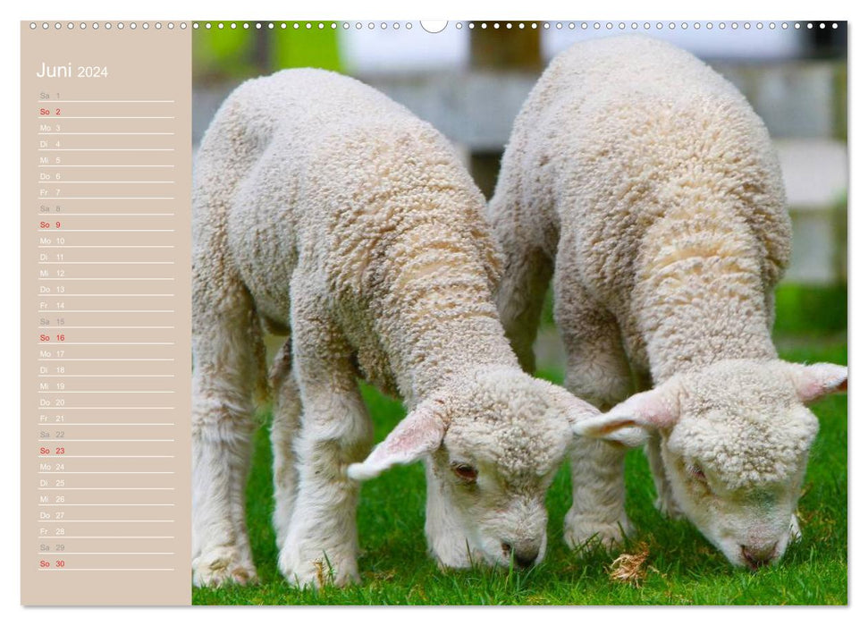 Sheep / Birthday Calendar (CALVENDO Premium Wall Calendar 2024) 